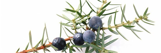 Le macérat de bourgeons de Genévrier